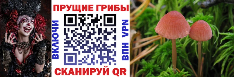 как найти   Гурьевск  мориарти состав  Псилоцибиновые грибы Psilocybine cubensis 